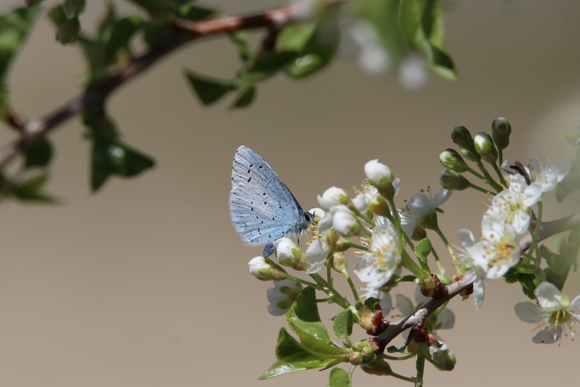 Bild eines Schmetterlings auf einem Zweig NaturLandschaftSchmetterling_nathalieburblis_pixabay.jpg