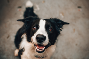 Beispielbild Hund