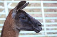 Bild: Lama