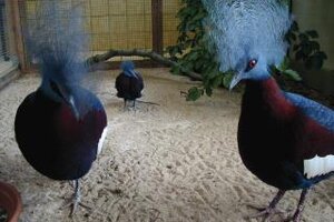 Zwei putengroße Rotbrust-Krontauben aus Neuguinea