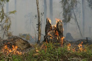 Beispielbild Waldbrand, zeigt Baumstumpf mit Flammen und Glutnester