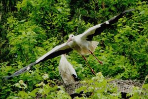 Fliegender Storch