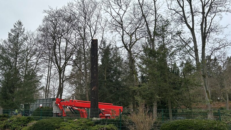 Bild von der Baumkontrolle/Fällung auf dem Friedhof Herborn