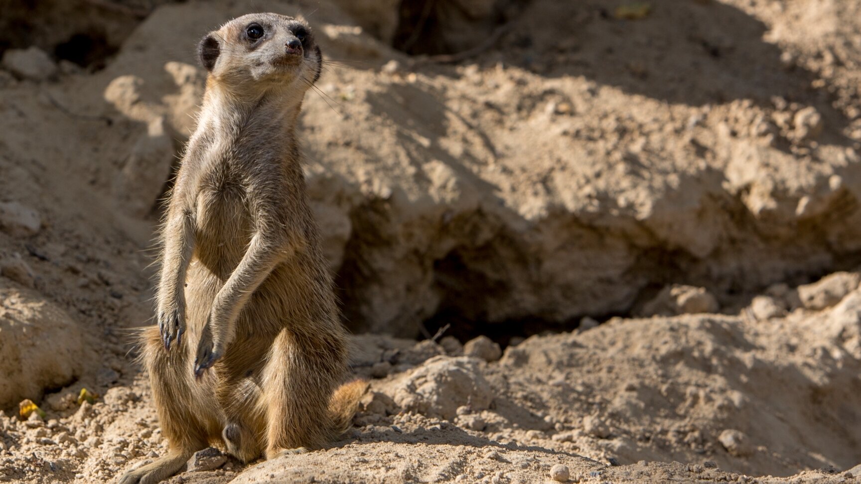 Erdmännchen im Tierpark Herborn.