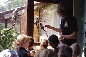 Die Kinder bestaunen die Lisztäffchen