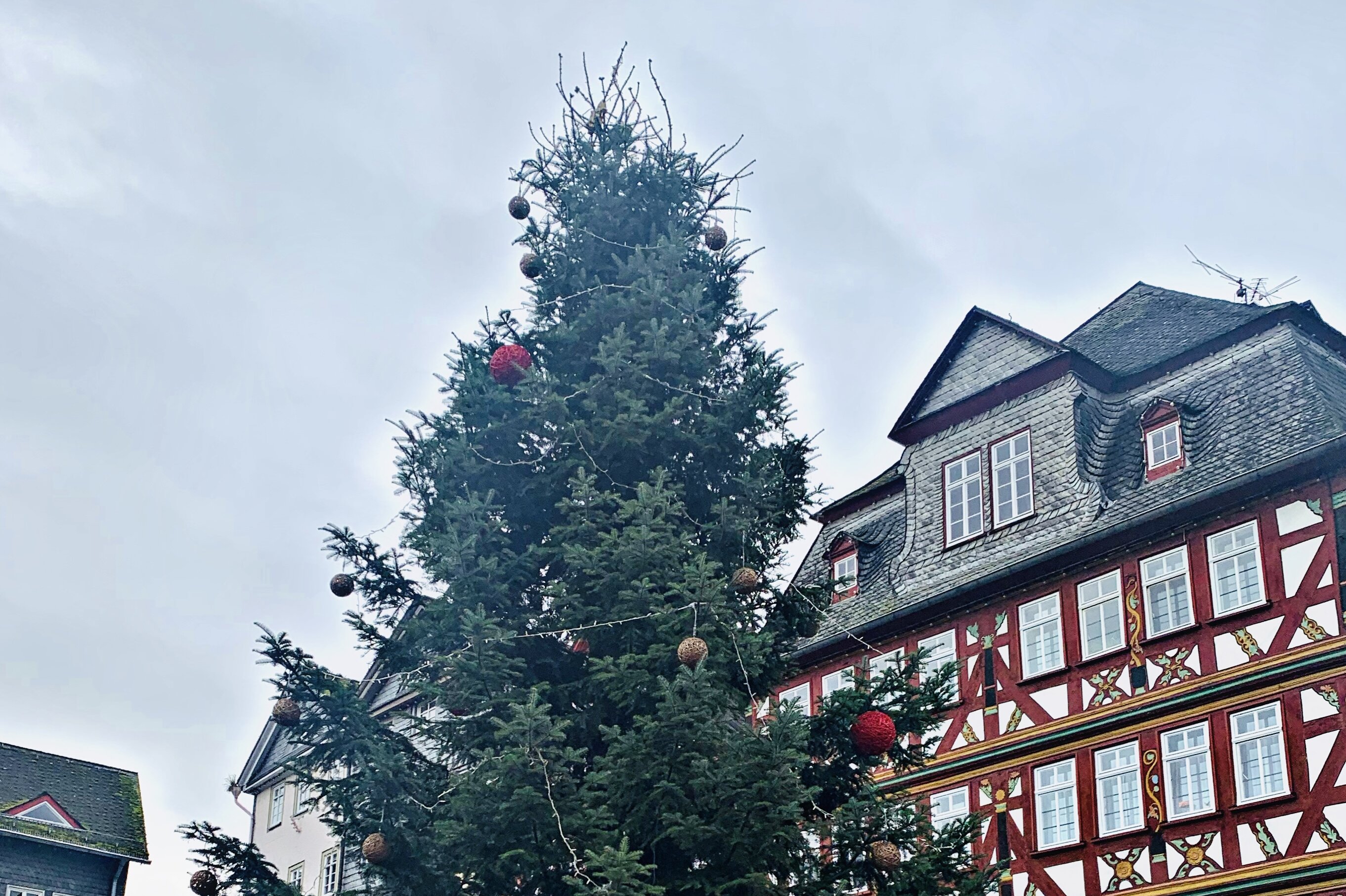 Eine Nordmanntanne wurde auf dem Marktplatz Herborn aufgestellt.