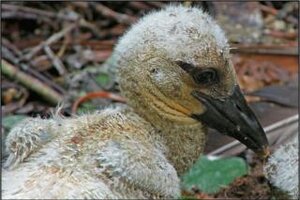 Kleiner Storch in seinem Nest