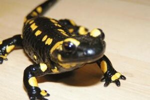 Feuersalamander