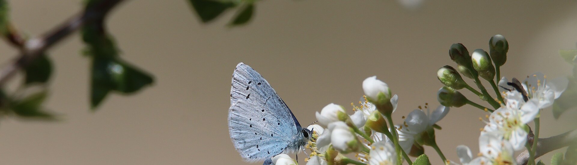 Bild eines Schmetterlings auf einem Zweig