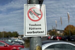 Beispielbild Tauben Füttern verboten