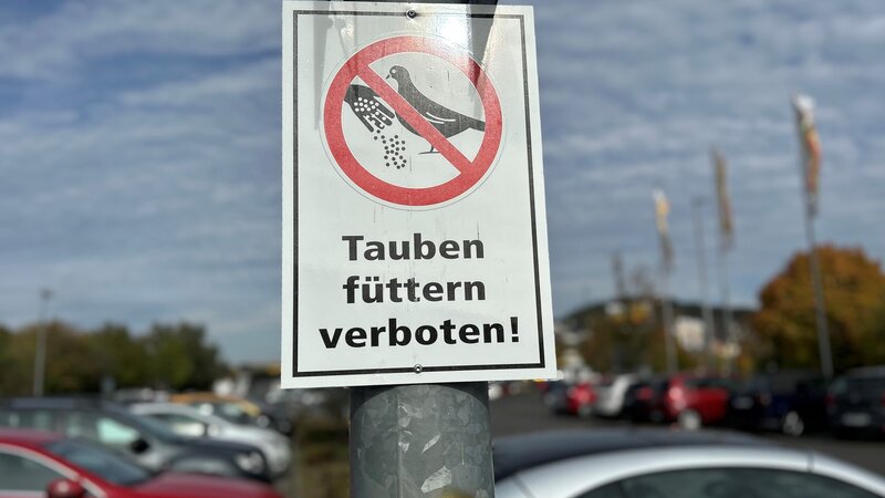 Beispielbild Tauben Füttern verboten