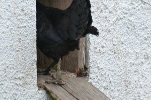 Beispielbild Geflügelpest; Huhn auf dem Weg in den Stall