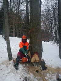 Baumfällarbeiten im Winter
