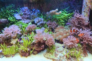 Meeresaquarium im Tierpark Herborn, zwei orange-weiße Clown-Fische schwimmen durch Korallen.