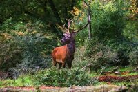 Bild: Wildgehege