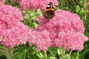 Blume mit Schmetterling