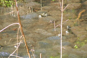 Amphibienwanderung