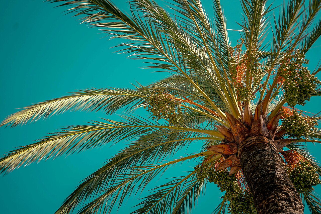 dekoratives Bild zur Kategorie "Auslandsaufenthalt"