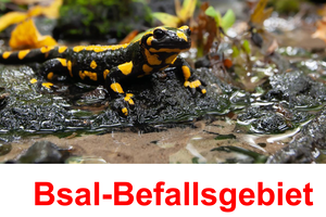 Informationsschild Bsal-Befall Salamander