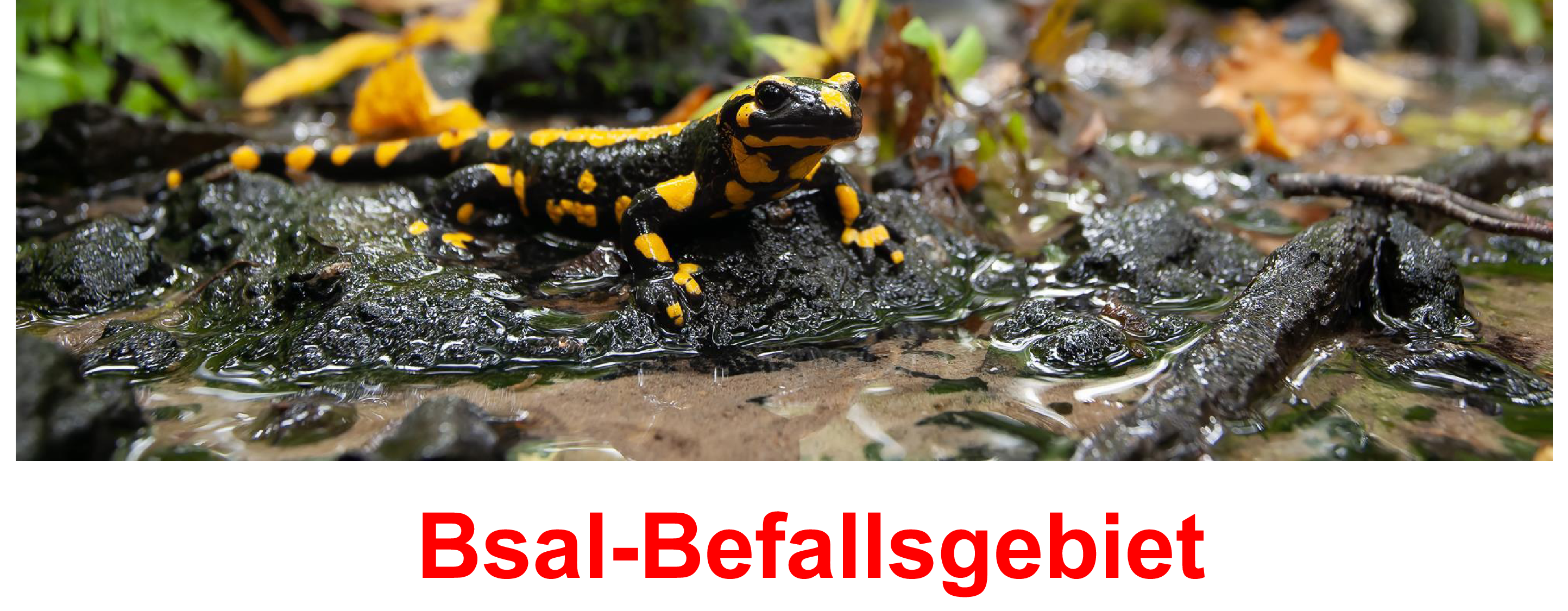 Informationsschild Bsal-Befall Salamander