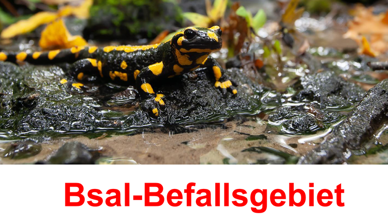 Informationsschild Bsal-Befall Salamander