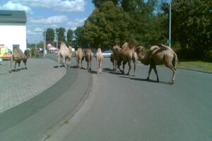 Kamele