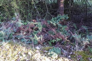 Illegal entsorgter Grünschnitt in der Natur.