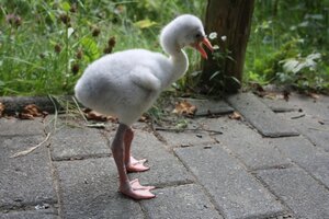 Vogel- und NaturschutzTierpark