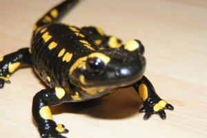 Amphibien