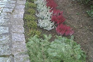 Winterbeflanzung