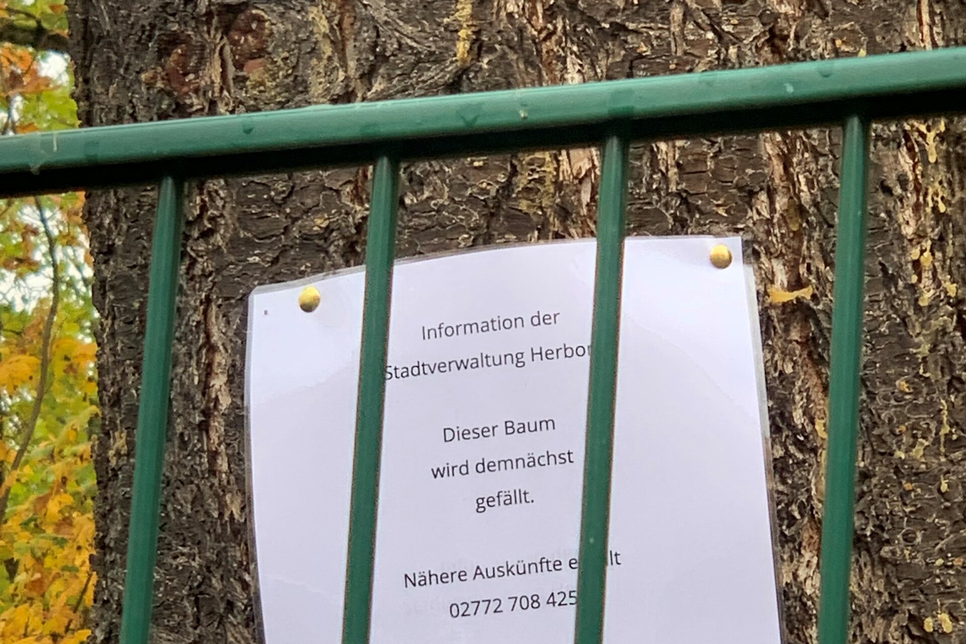 Informationsschild an einem Baum zur Baumfällung auf dem Friedhof Herborn.