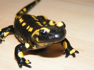 Amphibienaktionstag