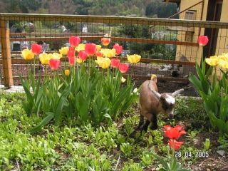 Vogelpark