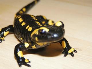 Feuersalamander