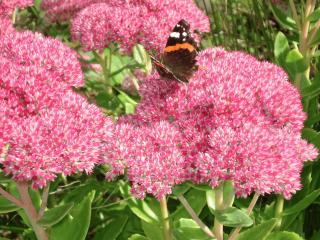 Blume mit Schmetterling