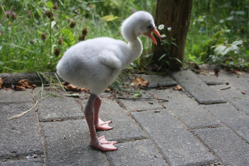 Vogel- und NaturschutzTierpark