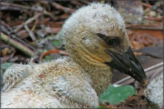 Kleiner Storch in seinem Nest