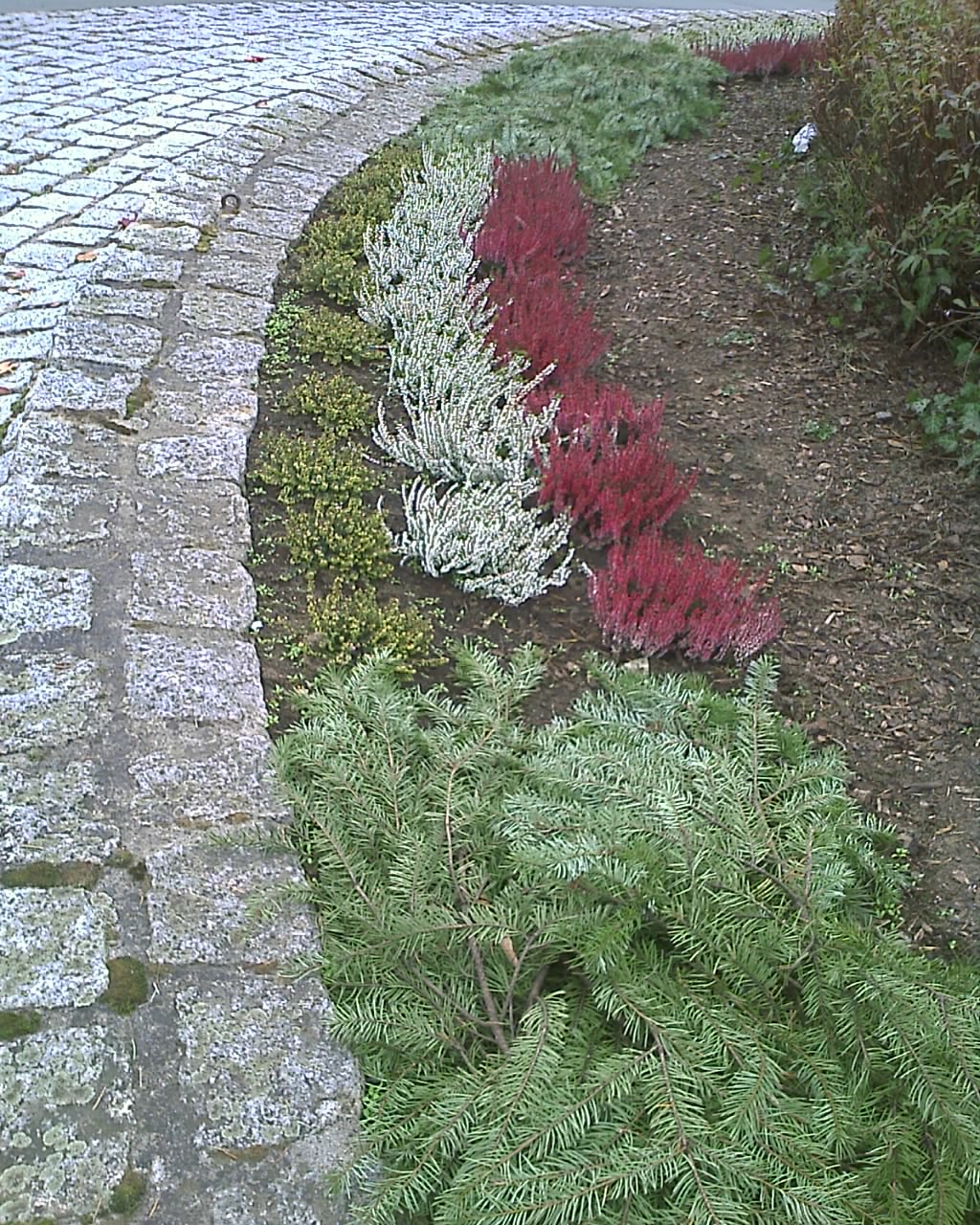 Winterbepflanzung auf Herborns Grünflächen • Stadt Herborn