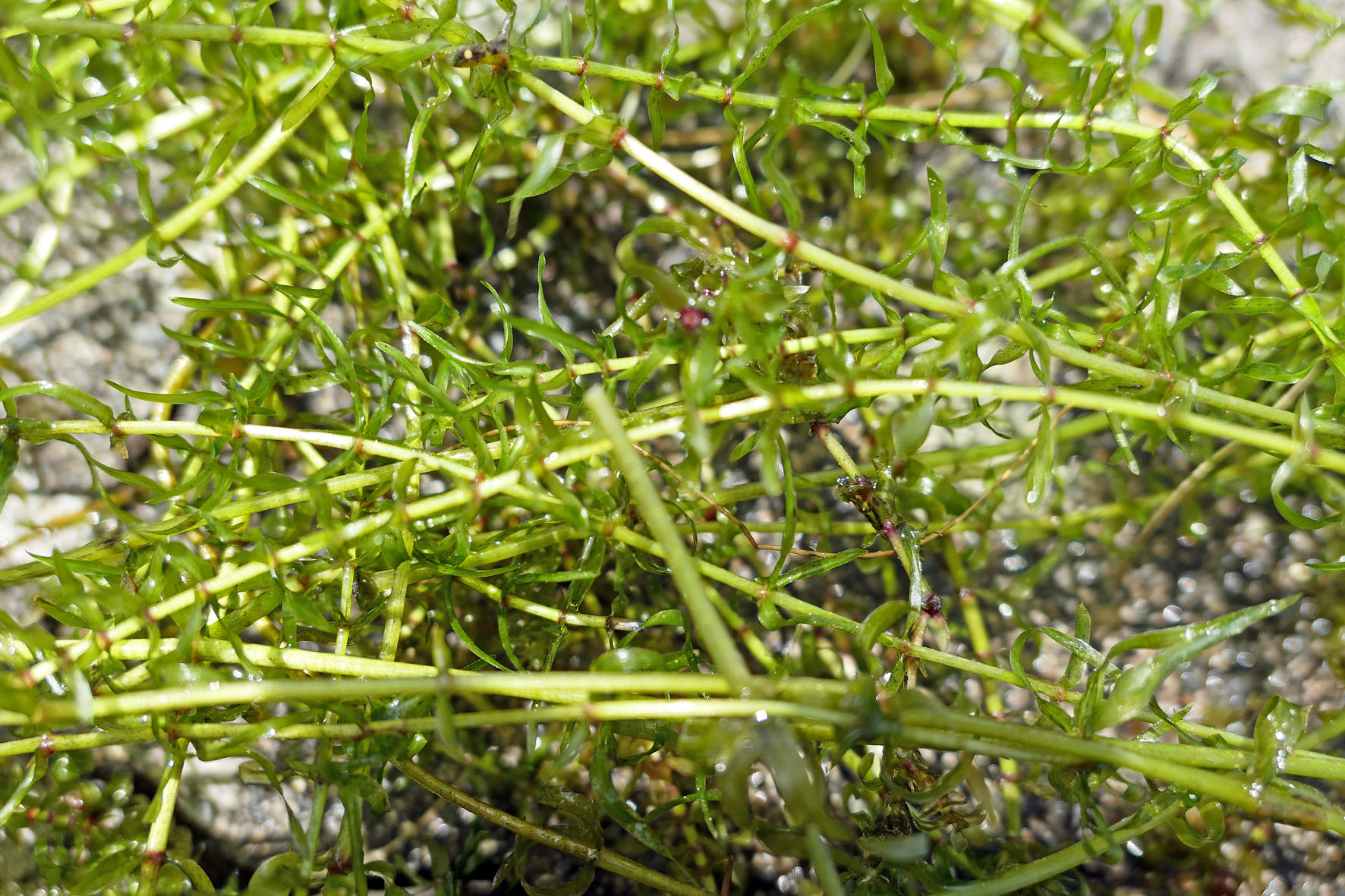 Ein Bild der Wasserpflanze „Schmalblättrige Wasserpest” (Elodea nuttallii)