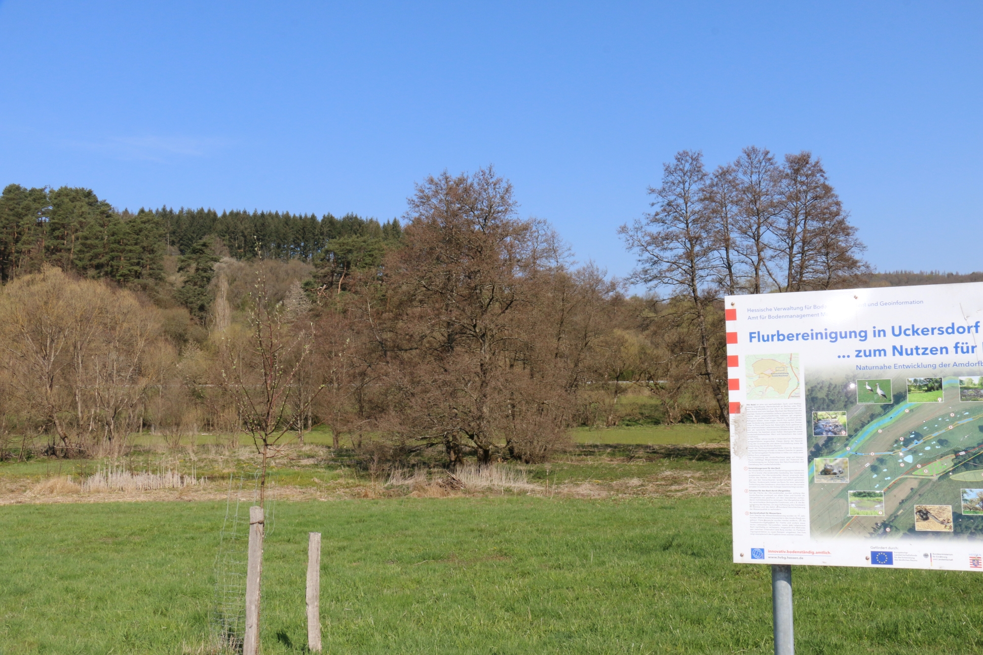 Bild der Amdorfbach-Aue, eine Feuchtwiese, Bäume am Bachufer.