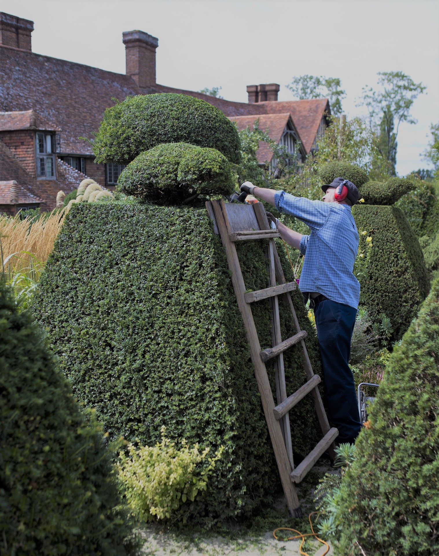 Zierschnitt einer Hecke, Mann mit Gartenschere auf einer Leiter