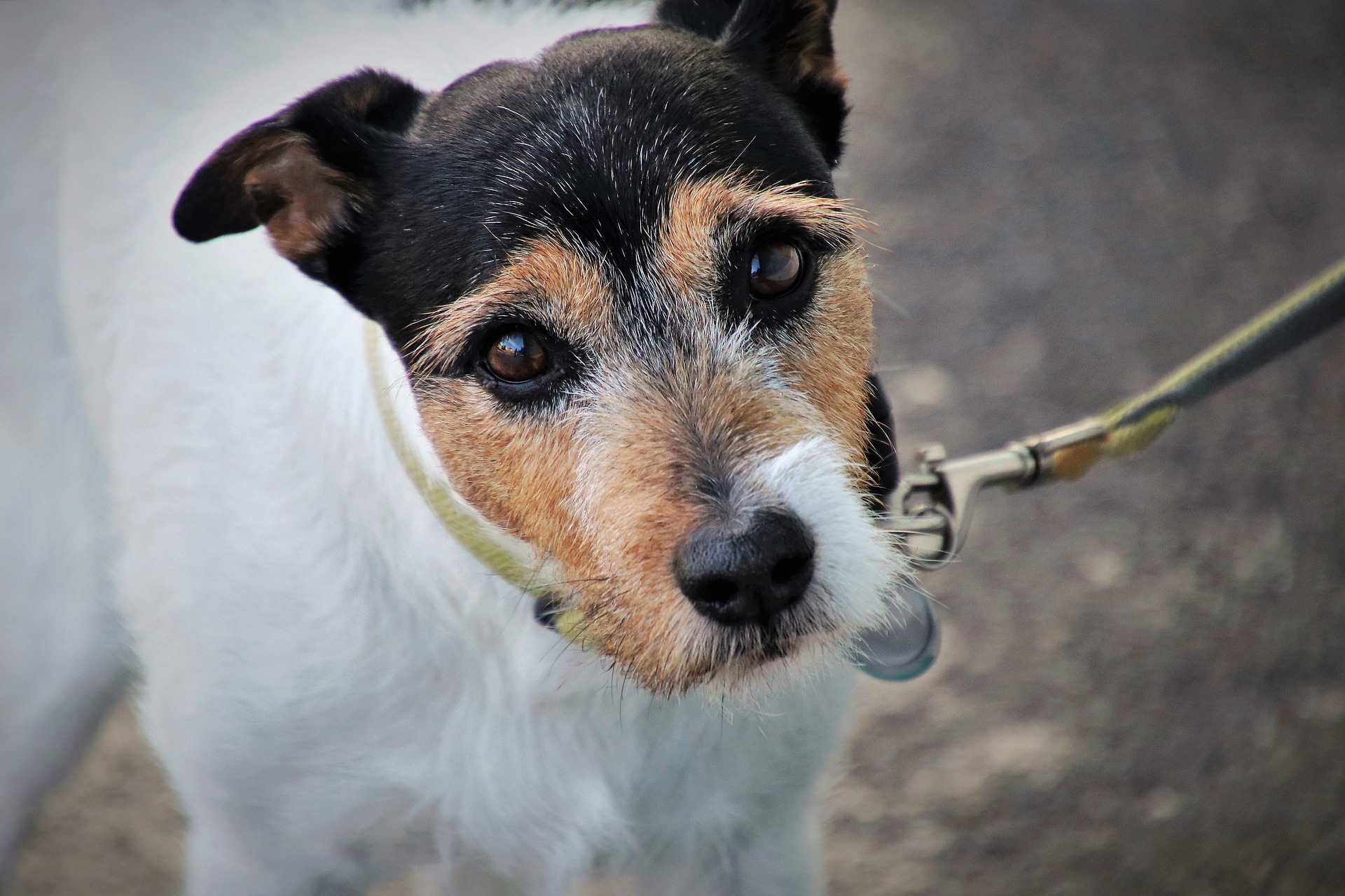 Jack Russel-Terrier (Hund) an einer Leine.