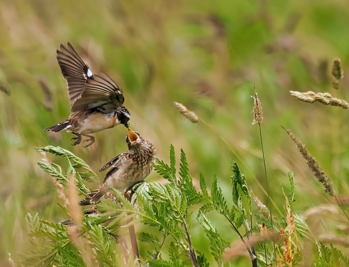 Beispielbild Braunkehlchen