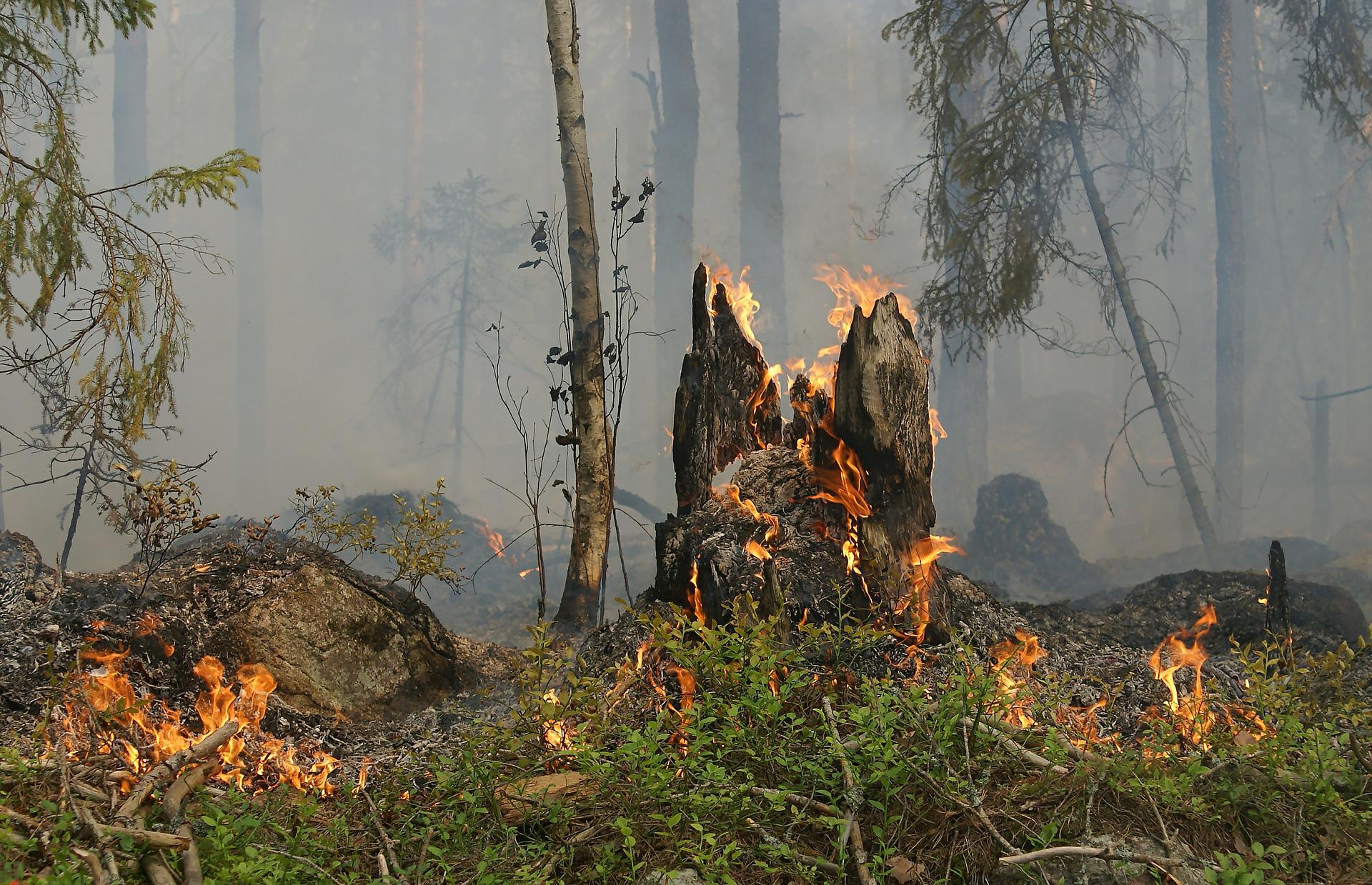 Beispielbild Waldbrand, zeigt Baumstumpf mit Flammen und Glutnester