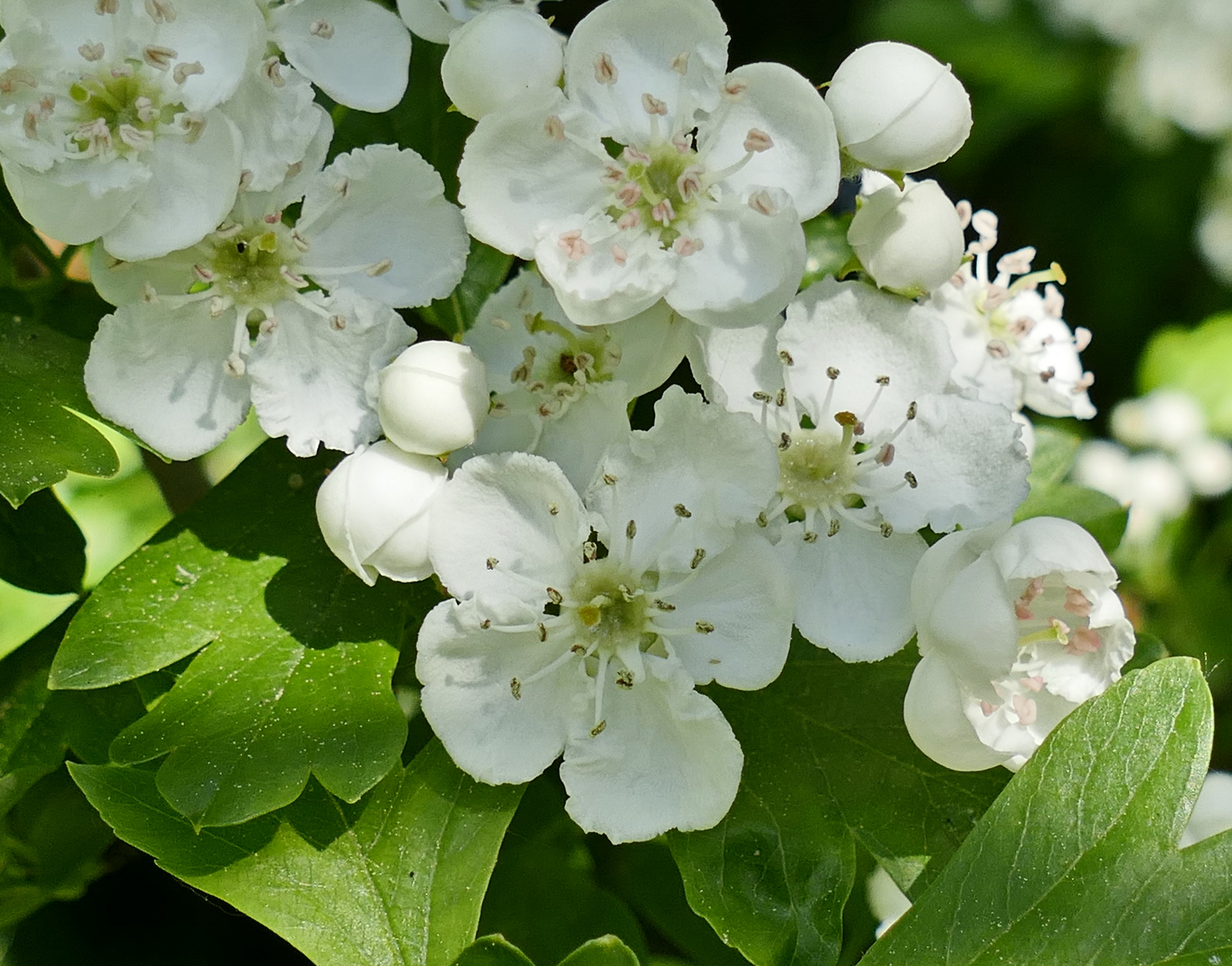 Bild einer Blume mit weißen Blüten