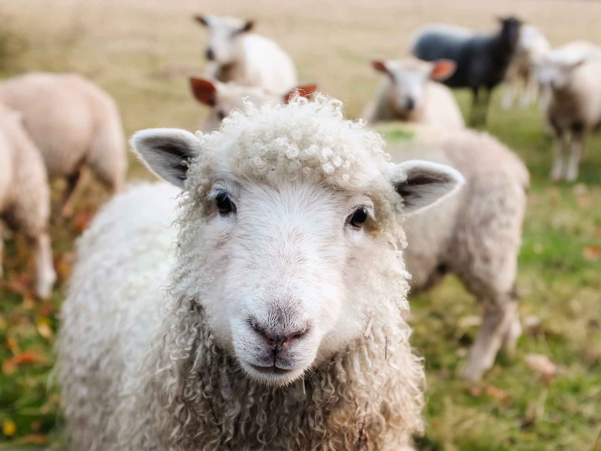 Bild eines Schafs