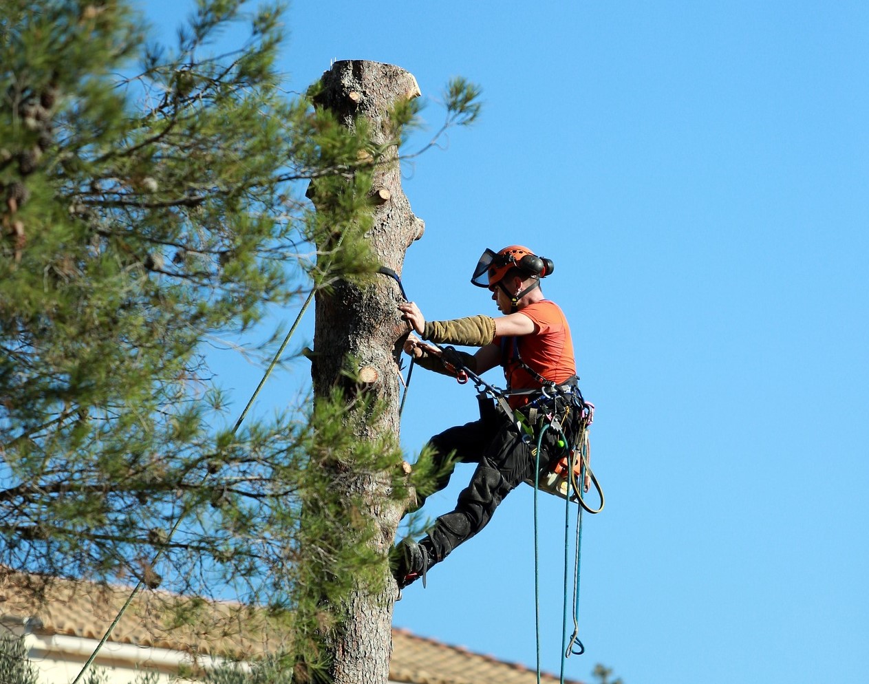 Beispielbild Baumfällung, Forstarbeiter im Baum