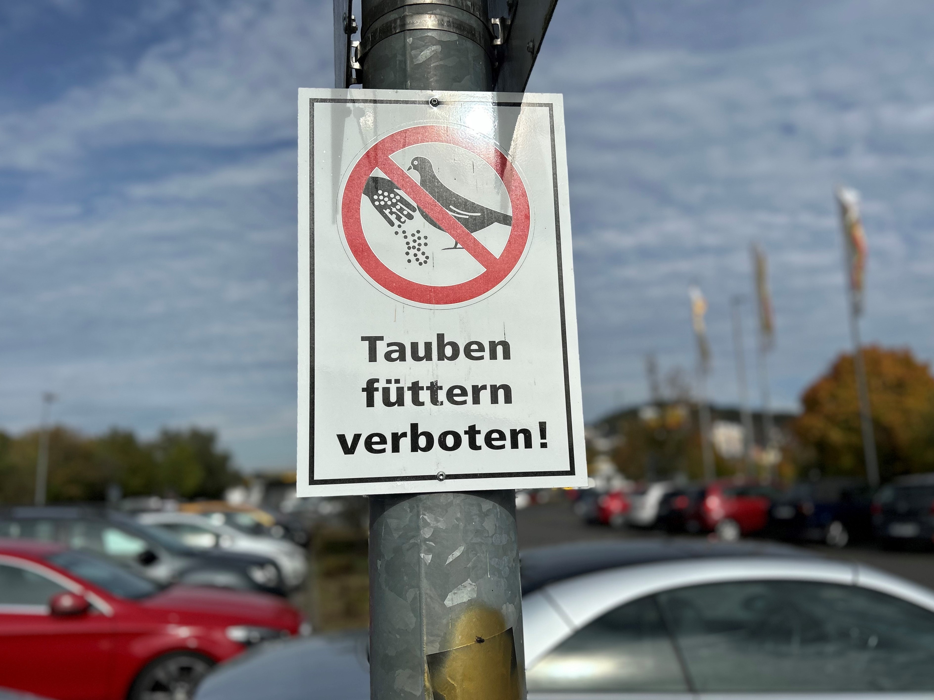 Beispielbild Tauben Füttern verboten