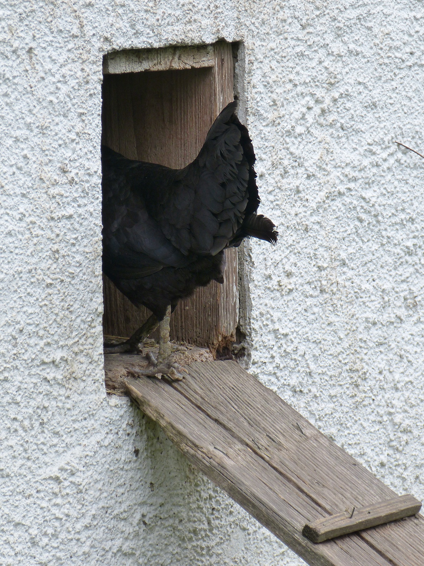 Beispielbild Geflügelpest; Huhn auf dem Weg in den Stall