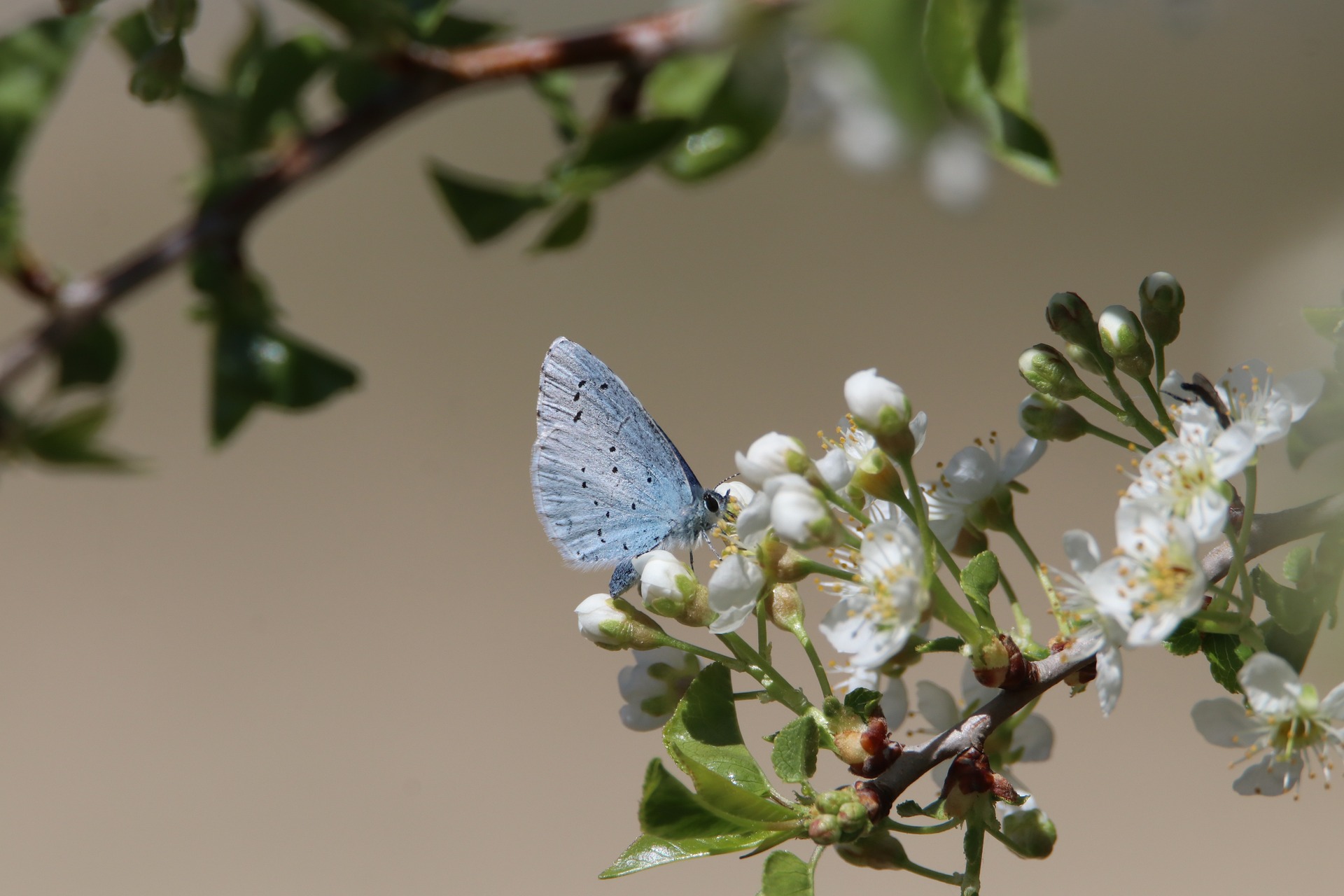 Beispielbild Biodiversität, Schmetterling an Apfelbaumblüten